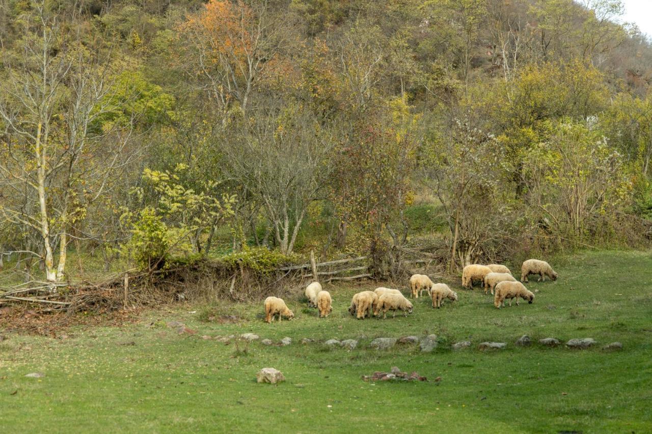 Kuca Stojanovica Topli Do Pirot Exteriér fotografie